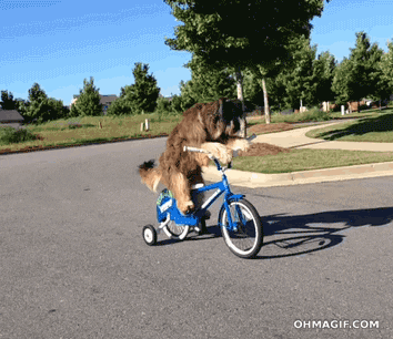 GIF of a dog riding a bicycle down a street