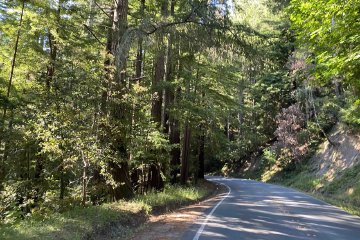 A truly epic challenge that took me from San Mateo to Santa Cruz and back. Image contains: redwood trees, empty road, filtered light.