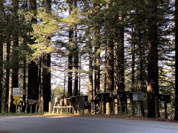 Somehow, this ride is significantly different depending on which time of day you go. Evening sunset through the trees at the mailboxes located at the top of Old La Honda road.