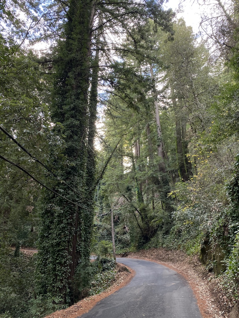 Tall redwood trees near the top of Old La Honda road, covered in moss and other plants.