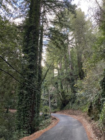 Okay, now "two!" Tall redwood trees near the top of Old La Honda road, covered in moss and other plants.