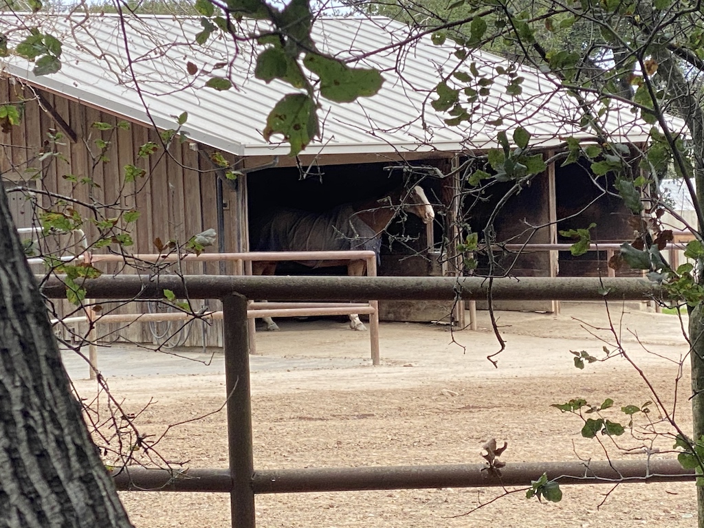 Horse in shed near Old La Honda Road and Portola Road.