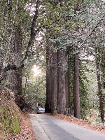 Watch out for cars, or in this case, construction crews? Two trees that crowd the road on Old La Honda Road about halfway up.