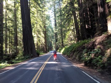 Cyclist riding through the Avenue of the Giants near Ferndale, California