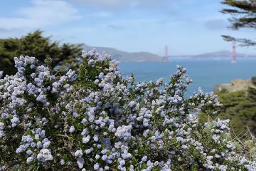Simplifying your life by riding your bike is easy. Image contains: flowers, Golden Gate Bridge.