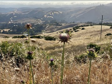 Close up portrait of local bushes along Skyline Boulevard looking west out over the ocean