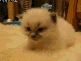 Zzzzz... kitten falling asleep on bed