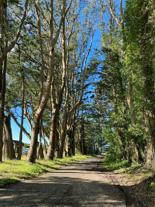 Eucalyptus trees at San Bruno Mountain park
