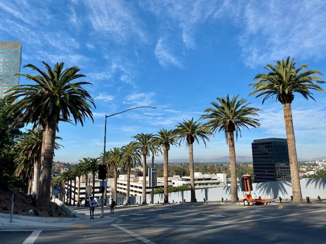 Palm trees lining Universal Hollywood Drive near Universal Studios in Los Angeles