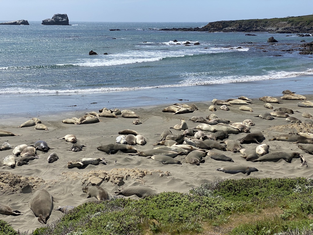 Elephant Seals on Elephant Seal beach north of San Simeon, California.