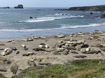 They're a rambunctious bunch! Elephant Seals on Elephant Seal beach north of San Simeon, California.