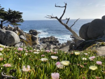 I mean, I think this is the Ghost Tree Image of the Ghost Tree in Pebble Beach, California along 17 Mile Drive, after cycling there