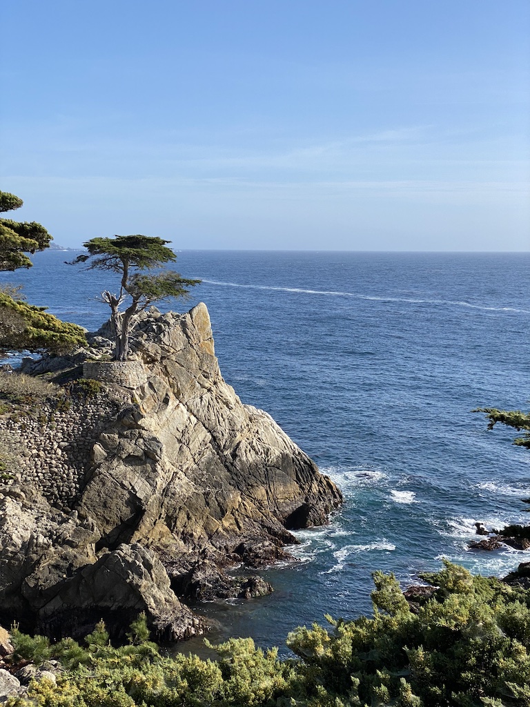 The Lone Cypress pine tree along 17 Mile Drive in Pebble Beach, California after cycling there