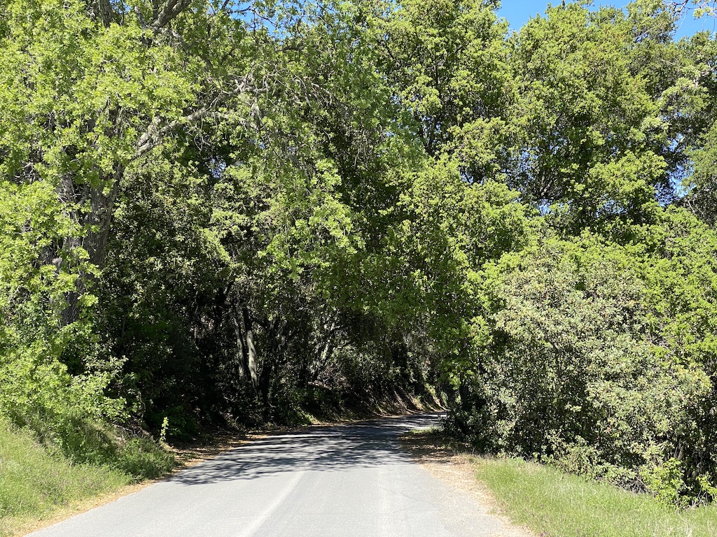 Looking into shaded trees at the top of Peachy Canyon road in Paso Robles, California, a favorite descent for road cycling