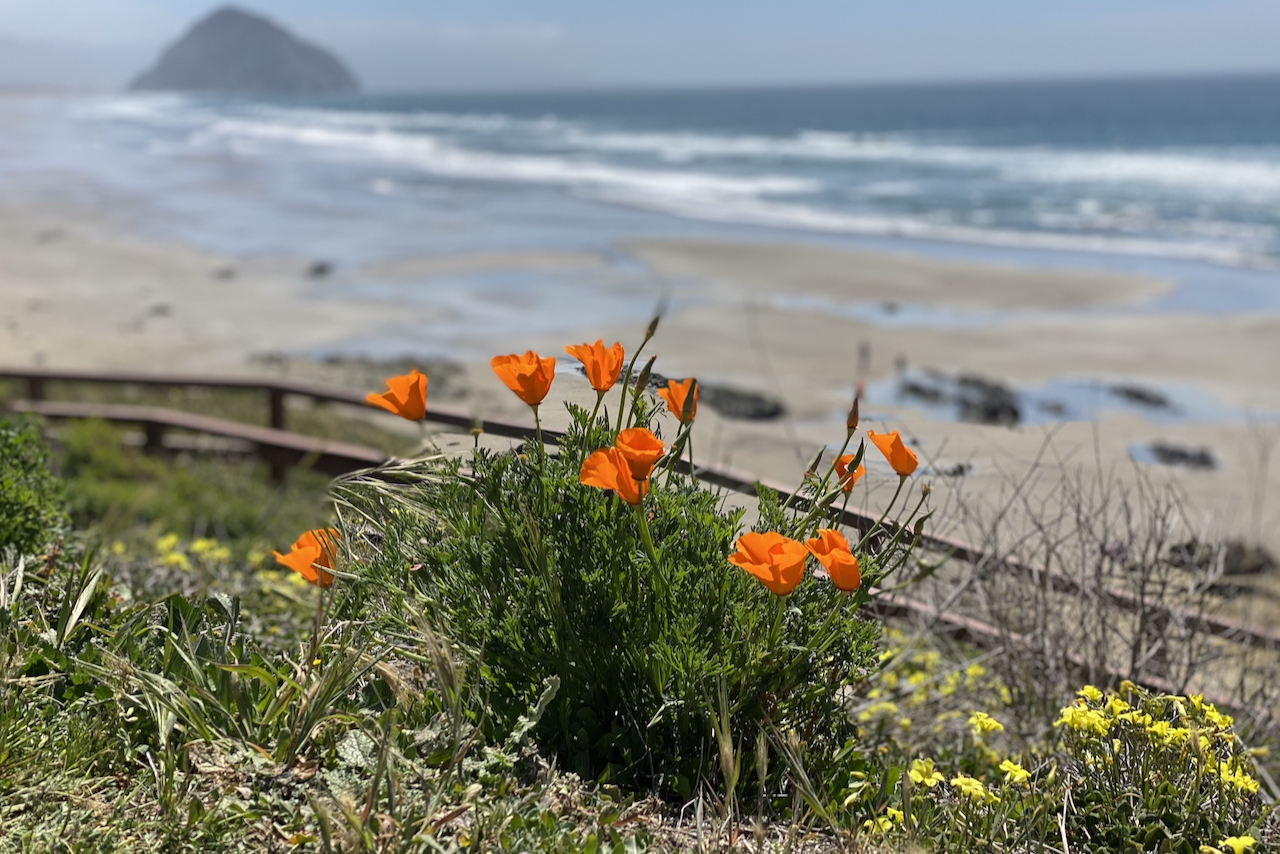 LinkedIn's RestUp Week gave me the opportunity to create my own cycling camp in Cambria, Paso Robles, and Carmel. Image contains: California poppies, beach, Morro Rock, grass, fencing, beautiful view.