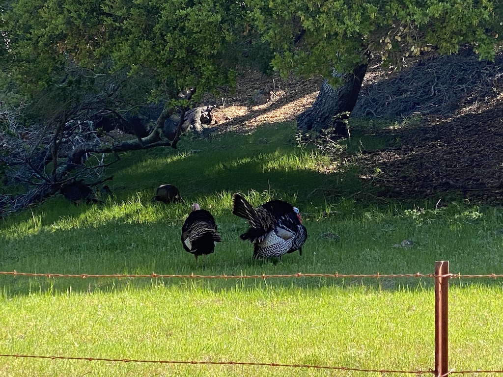 Male wild turkeys in the grass along Santa Rosa Creek Road in Cambria, California