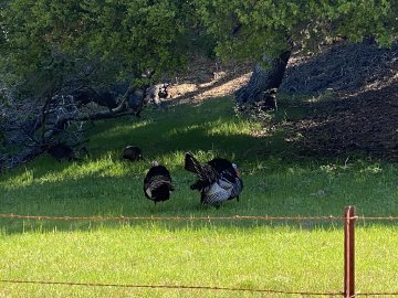 Gobble, gobble! Male wild turkeys in the grass along Santa Rosa Creek Road in Cambria, California