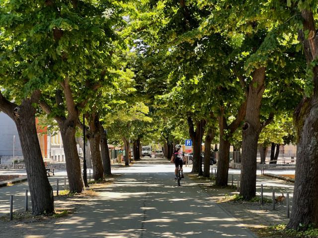 Cyclist riding down tree lined street in Blato, Croatia