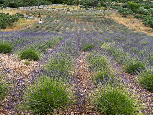 Lavender field on Hvar island in Croatia