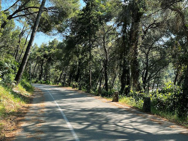 Tree shaded road just above frontage road in Korcula, Croatia