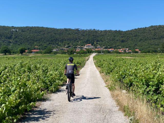 Cyclist riding through a vineyard in the Croatian peninsula