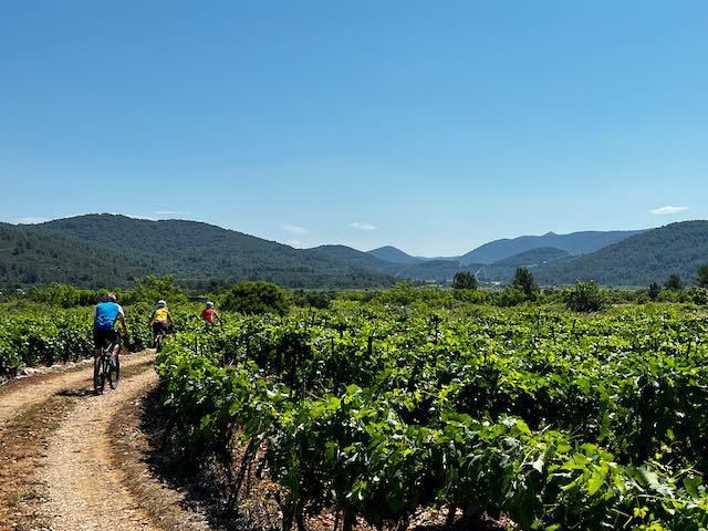 Cyclists riding on a dirt path through vineyards near Velo Luka, Croatia