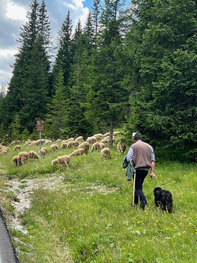 Sheepherder herding sheep near the road on the Passo Falzarago