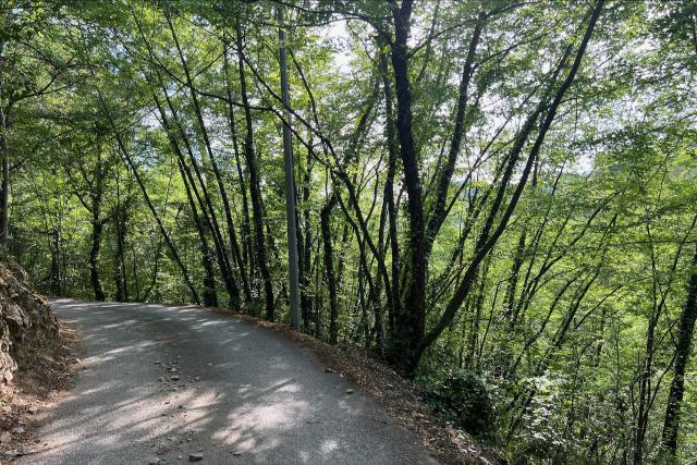 Densely covered forest with light through trees along the Route des Tres in France
