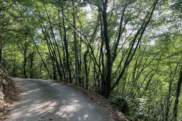 Densely covered forest with light through trees along the Route des Tres in France