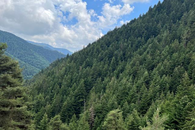 Fir trees on a hillside near the top of the Col de Turini
