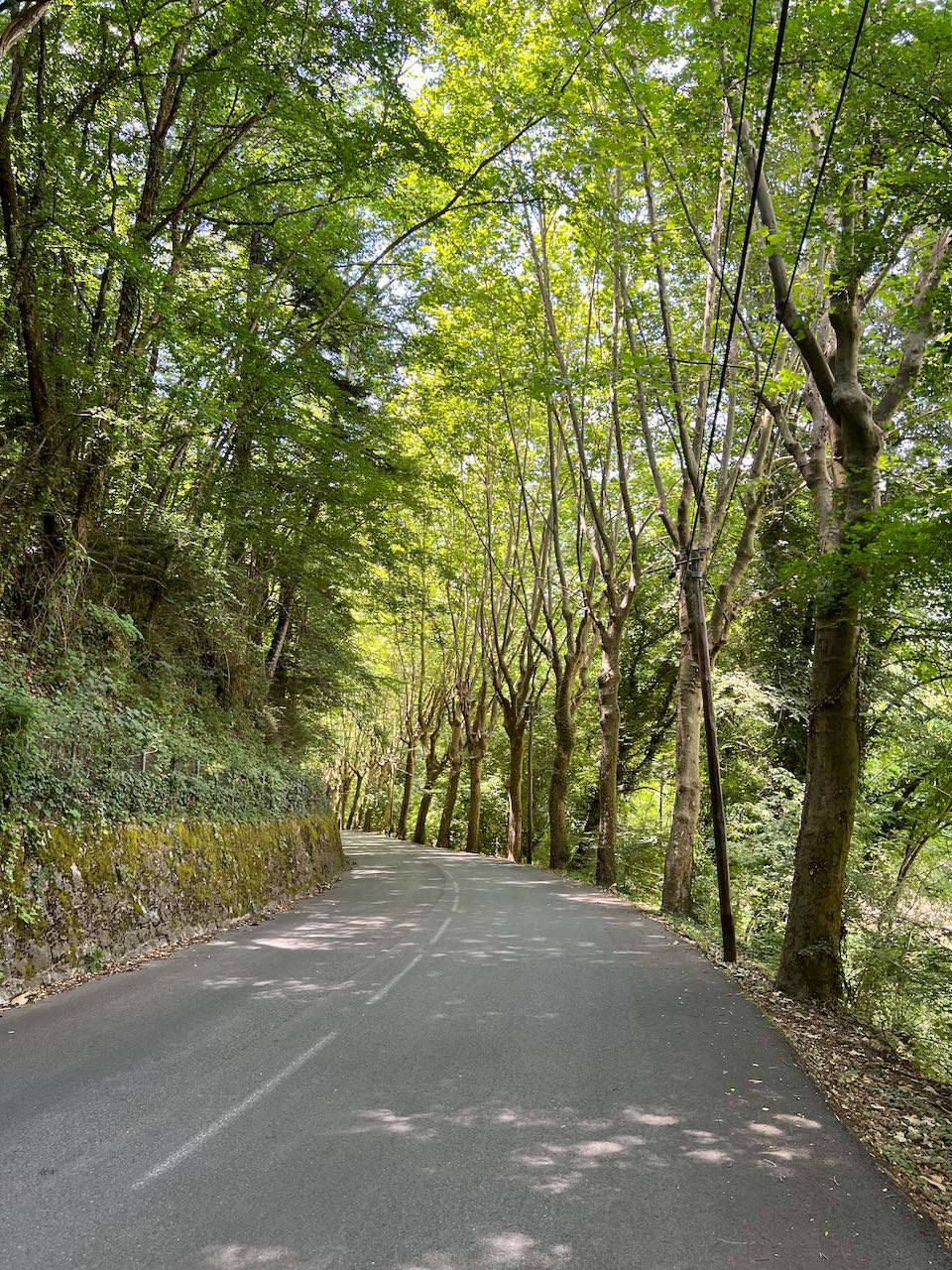 Beautiful tree covered road near Sospel, France