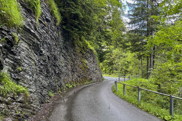 Ferns among rocks along the road to the Grosse Scheidegg