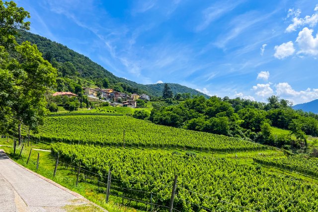 Vines in a vineyard in Croglio, Switzerland, near the Italian border