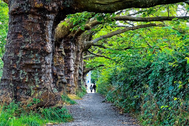 Couple in the distance surrounded by trees in Zürich