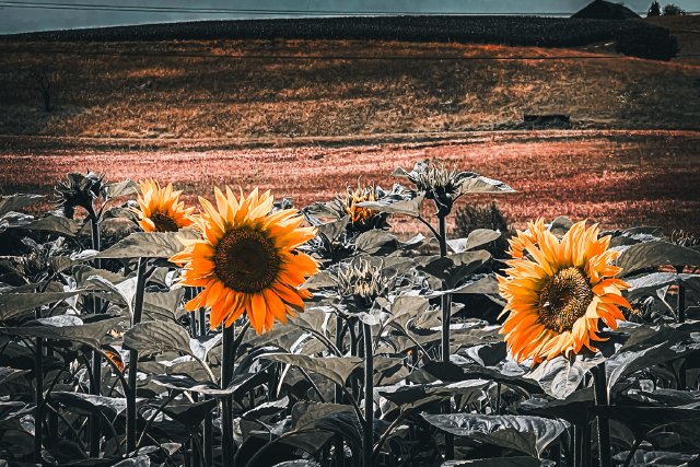 Sunflowers in the German countryside near Switzerland