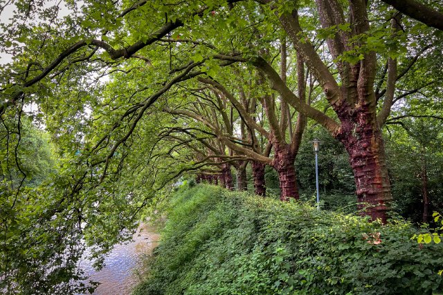 Trees