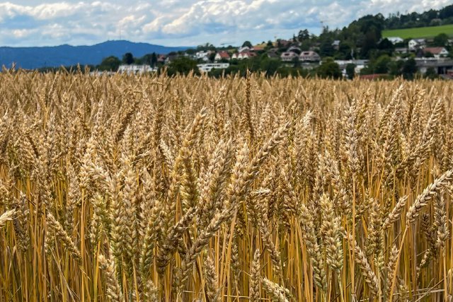 Close up of wheat fields outside of Zürich in its Gold Coast