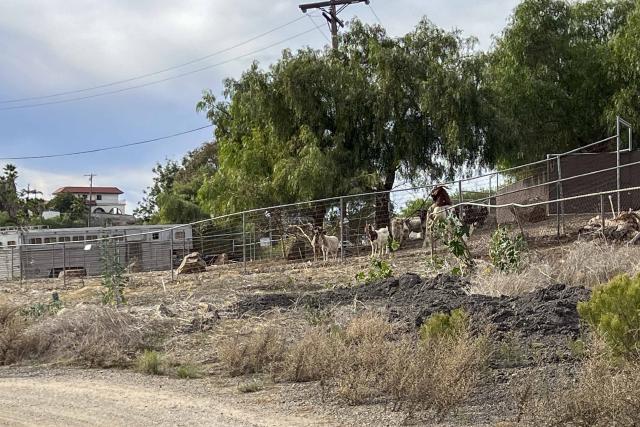 Goats by a fence along Millar Anita Lane near San Miguel Mountain in San Diego.
