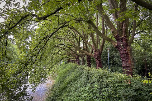 Shady trees arching over the sidewalk in Sihlhölzli park in Zürich